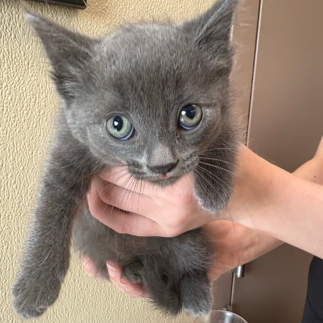 Timber - Domestic Shorthair cat available for adoption at Saskatoon SPCA in Saskatoon