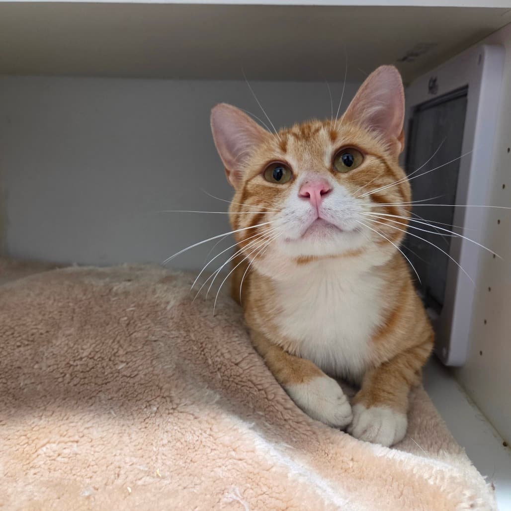 Tigger - Domestic Shorthair cat available for adoption at Battlefords Humane Society in North Battleford