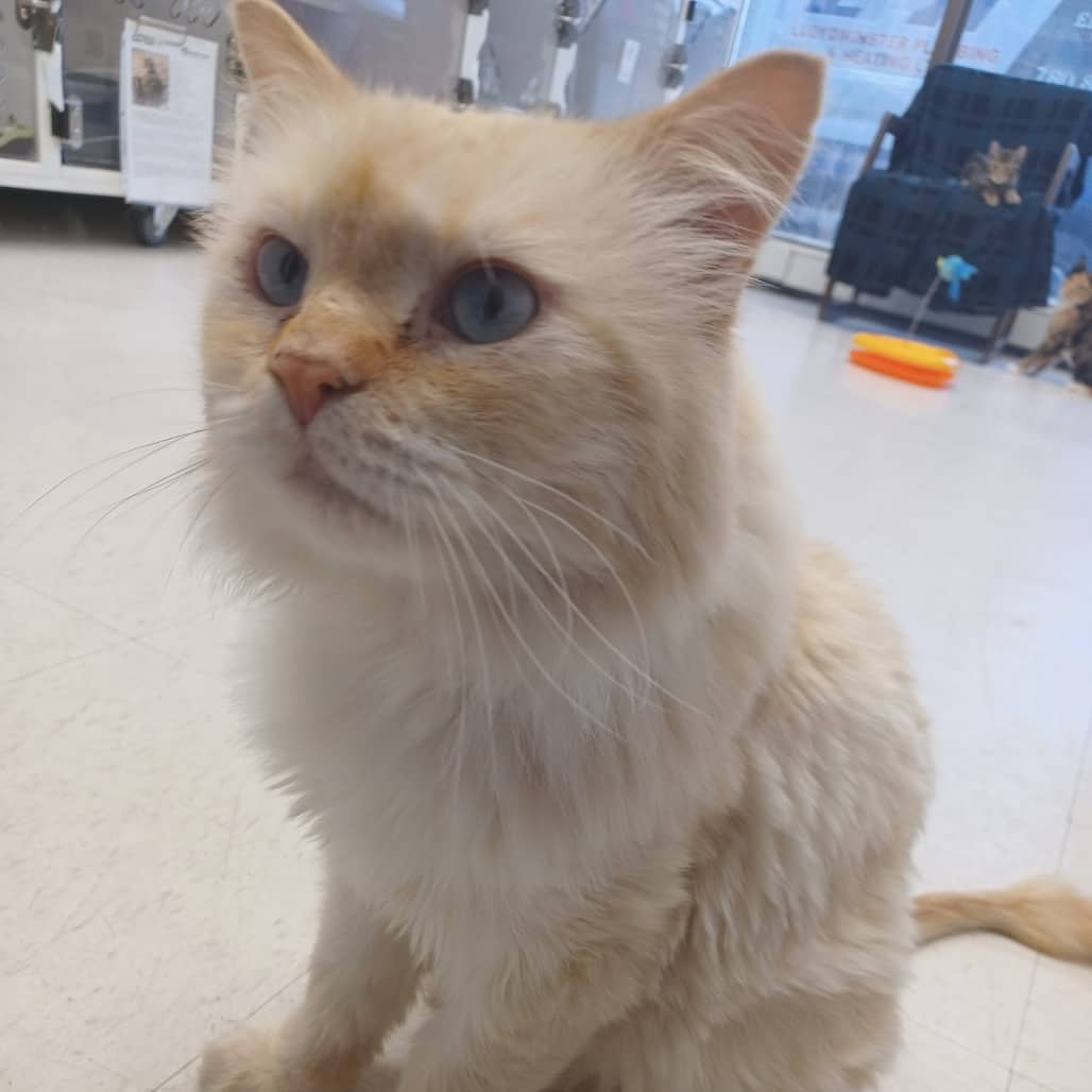 Austin Meowers - Domestic Medium Hair available for adoption
