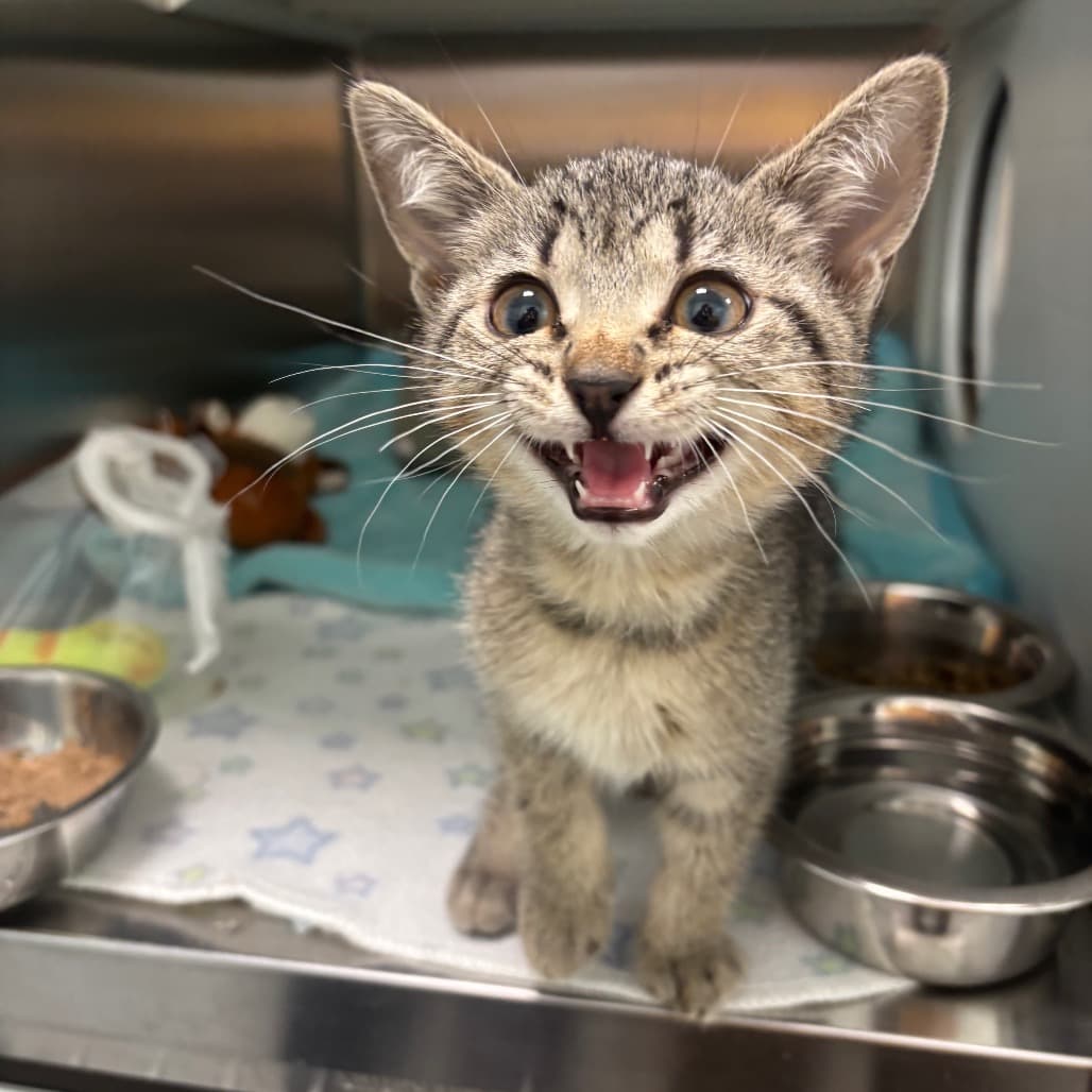 Go fish - Domestic Shorthair available for adoption