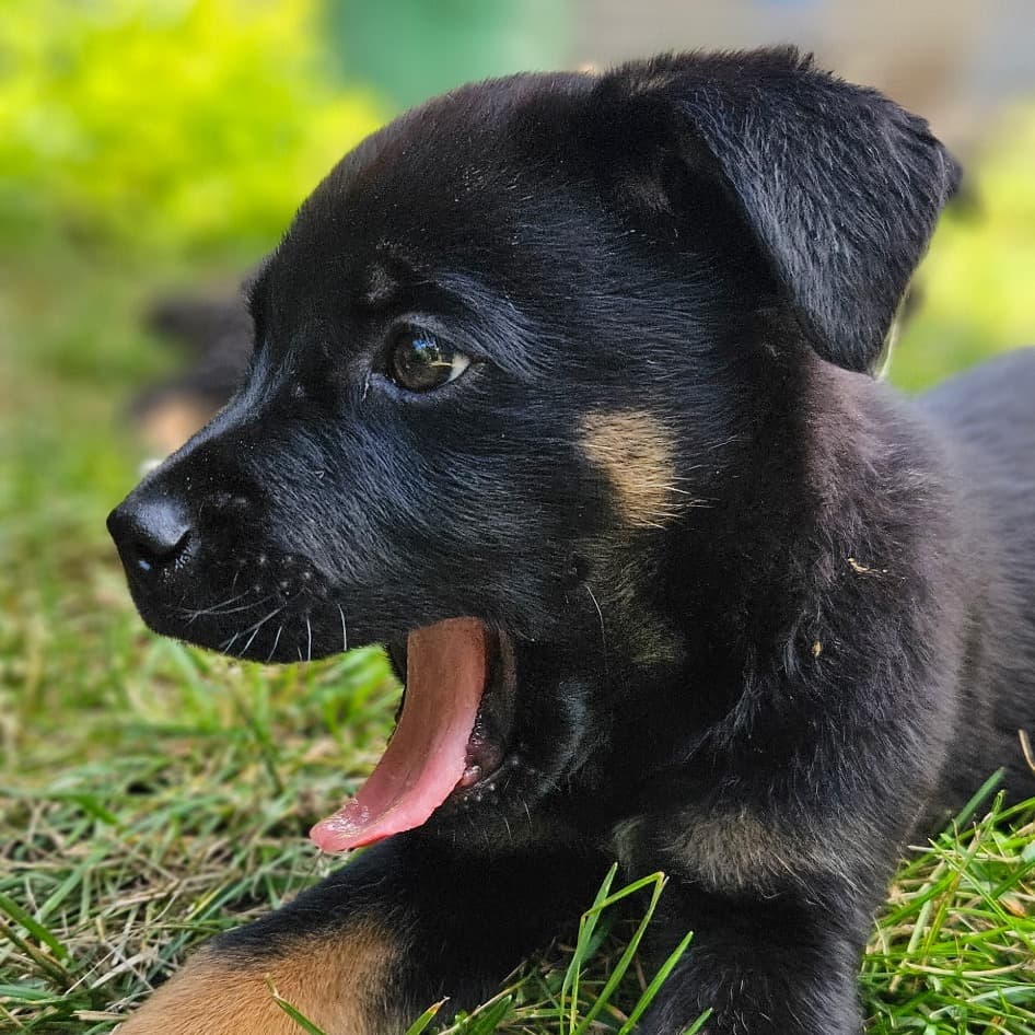 Cyrus - Shepherd Mix Personality: Playful, sweet-natured, and incredibly affectionateCyrus is a total charmer who is just discovering how big and exciting the world can be! Whether he is exploring the yard—like checking out the garden beds—or soaking up the afternoon sun with his sibling. This little guy brings pure joy wherever he goes.Why You'll Fall in Love with Cyrus: The Perfect Balance: He has the classic, alert Shepherd look (as you can see in his beautiful close-up), but he's a softie at heart. Social Butterfly: Cyrus does fantastic with other dogs and is also great with cats, making him an excellent fit for a multi-pet household. World-Class Cuddler: When playtime is over, Cyrus wants nothing more than to curl right up in your lap. He is a sweet boy who thrives on human affection and loves to be close to his people.At just 9 weeks old, Cyrus is at the perfect age to start behavioral training, bond with his new family, and grow into the loyal companion he is destined to be. available for adoption