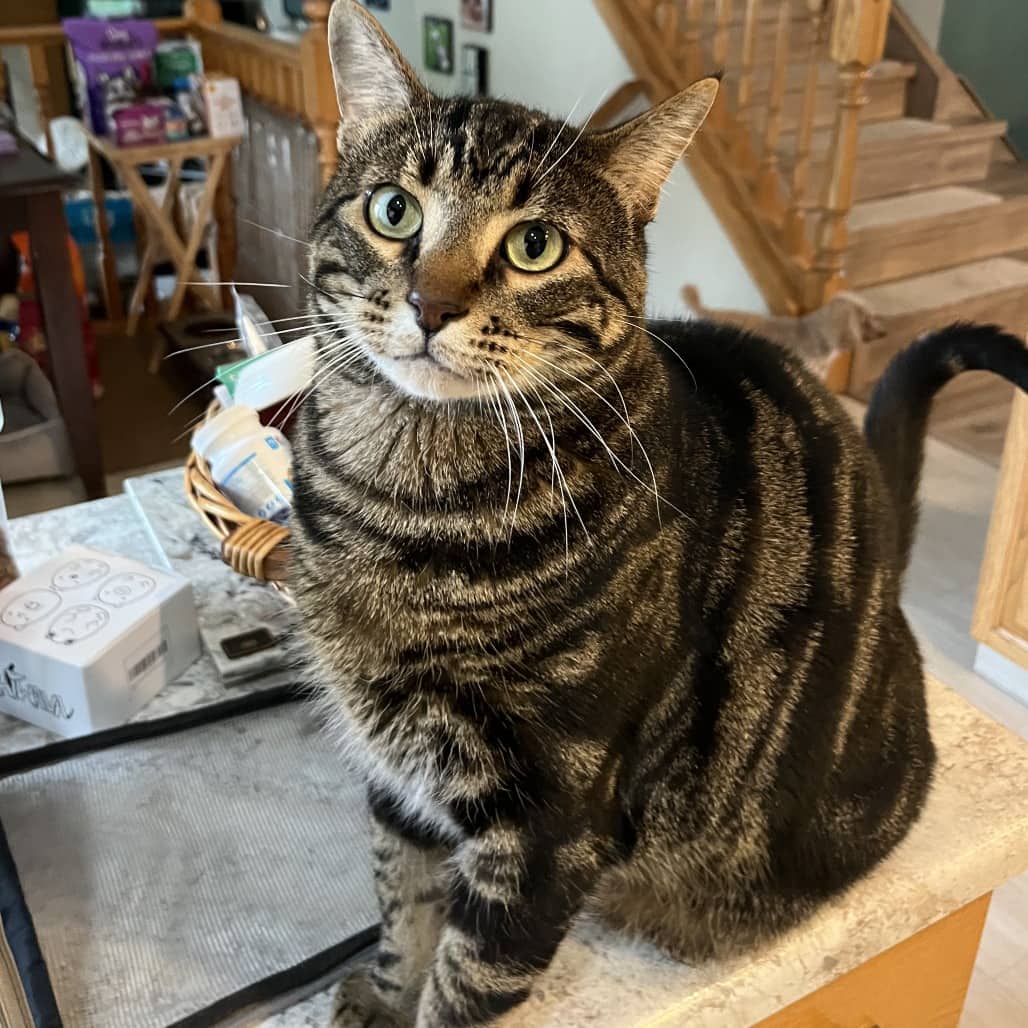 Chance - Domestic Shorthair cat available for adoption at SCARS in Edmonton (1 of 5)