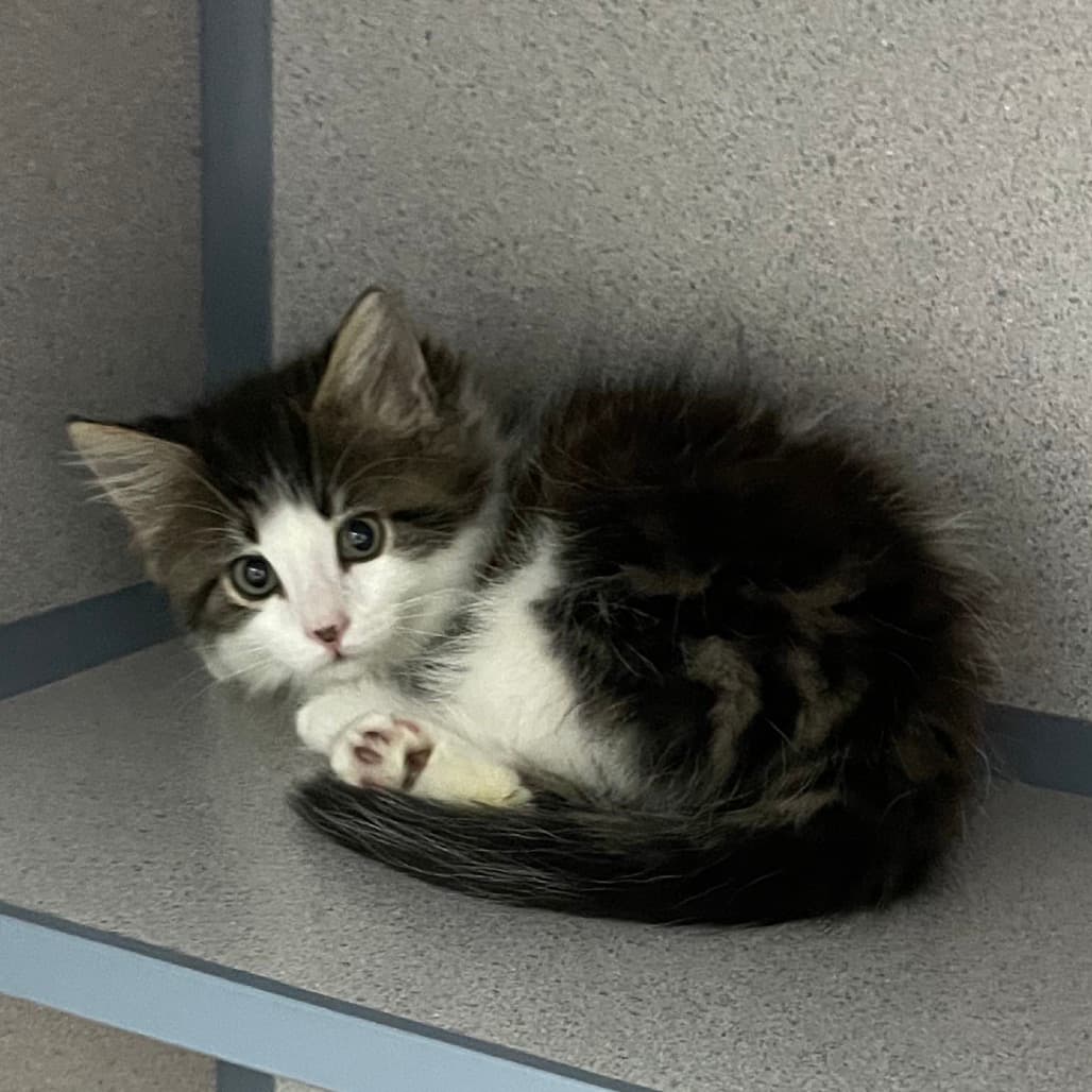 Speck - Domestic Shorthair cat available for adoption at Battlefords Humane Society in Saskatchewan