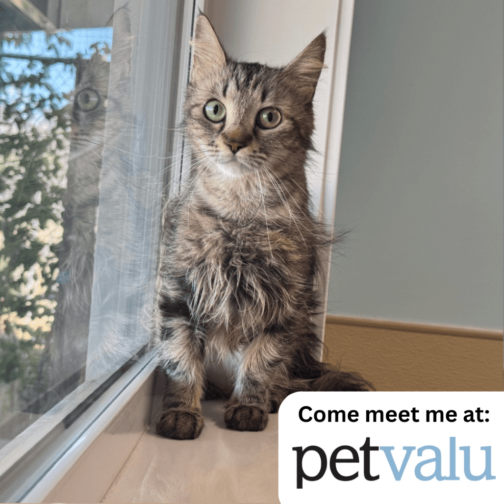 Veronica - Domestic Longhair cat available for adoption in Calgary
