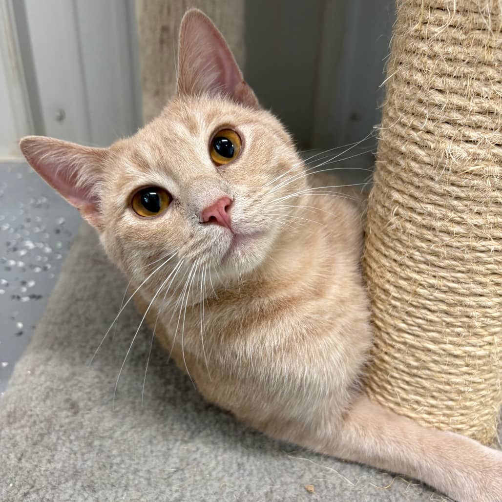 Leo - Domestic Shorthair / Domestic Shorthair available for adoption