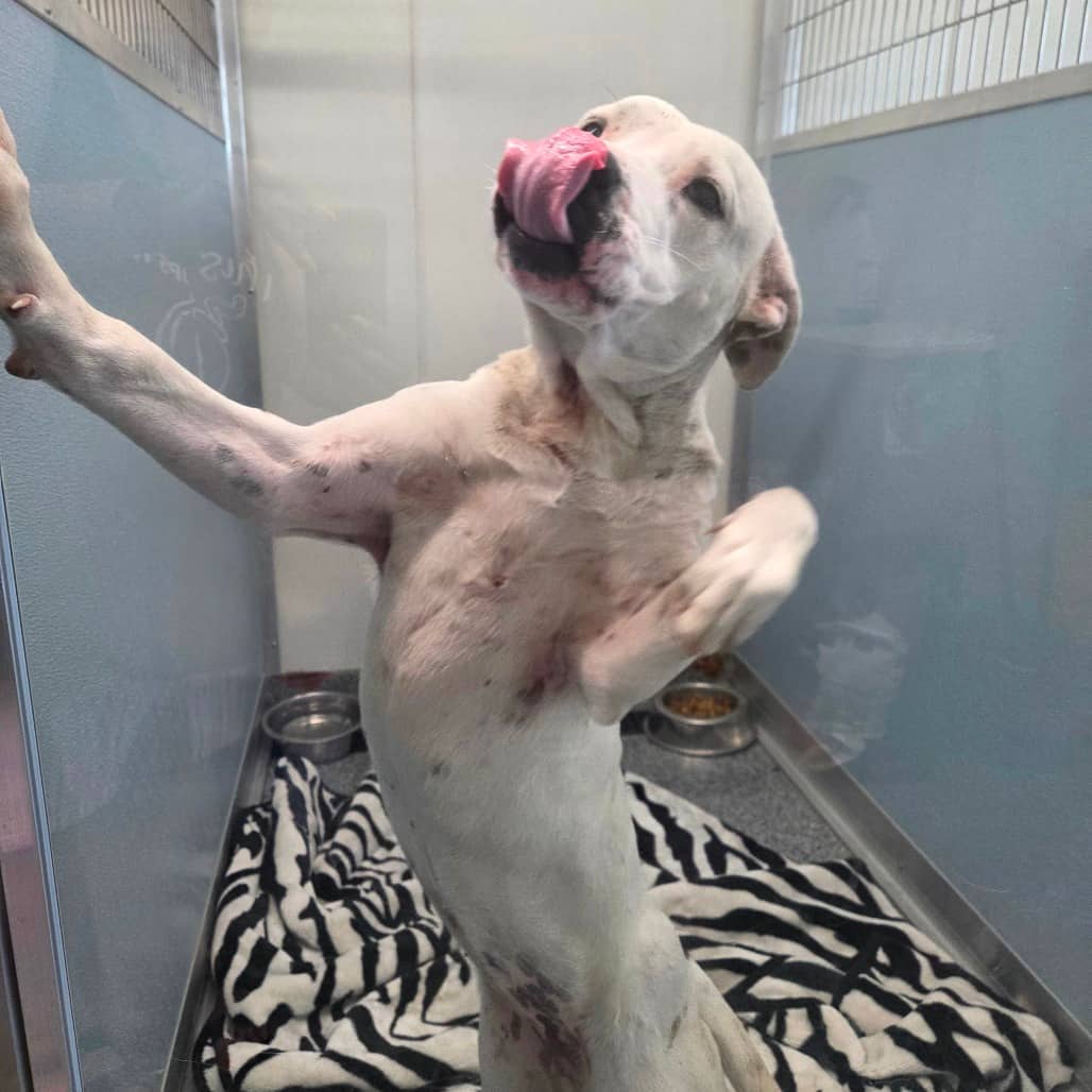Thirteen - Terrier, Pit Bull available for adoption