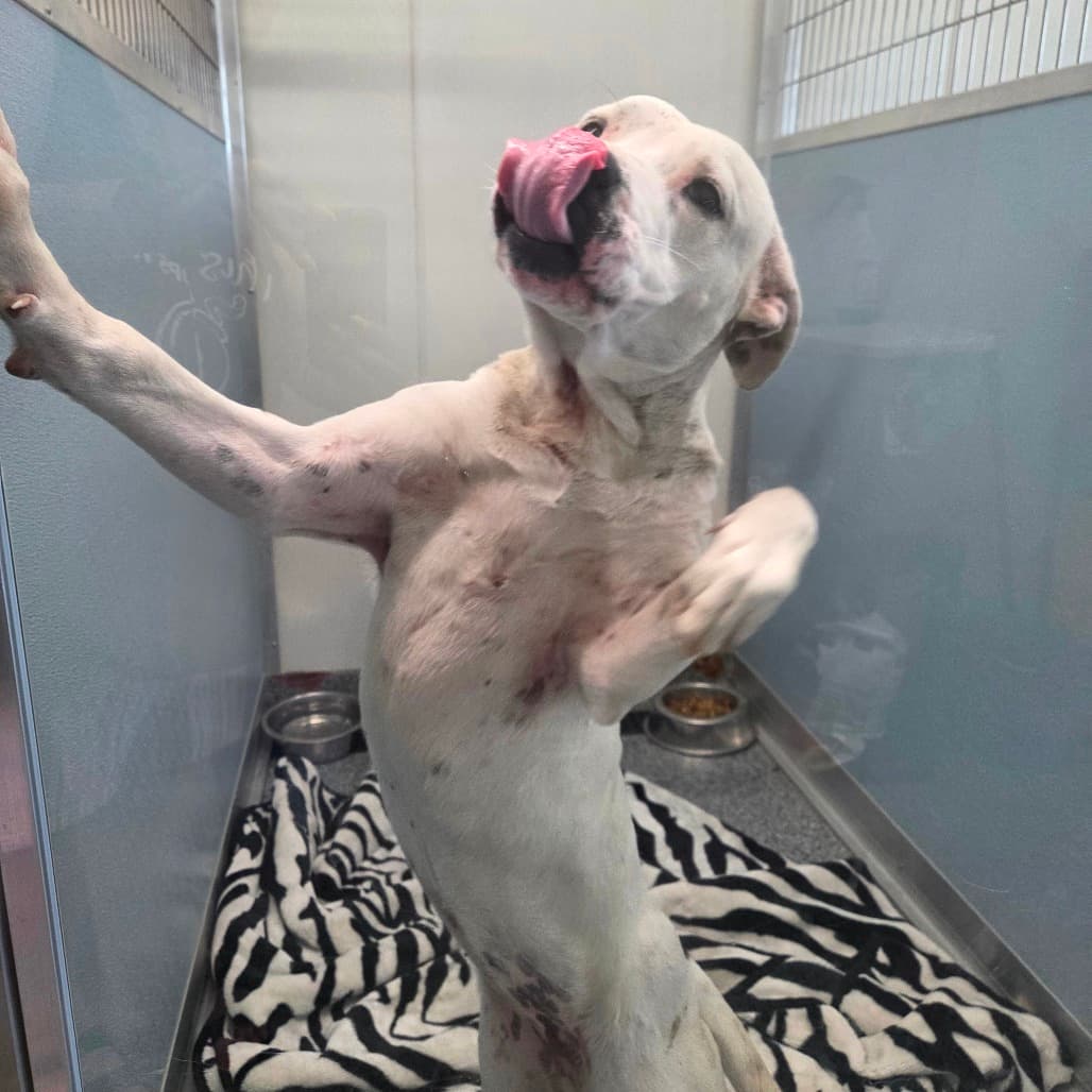 Thirteen - Terrier, Pit Bull available for adoption at Battlefords Humane Society in North Battleford