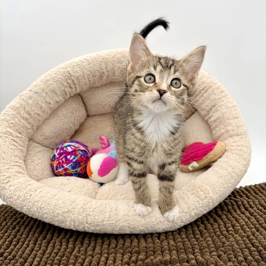 Tommy Hilfiger - Domestic Shorthair cat available for adoption at Moose Jaw Humane Society in Moose Jaw