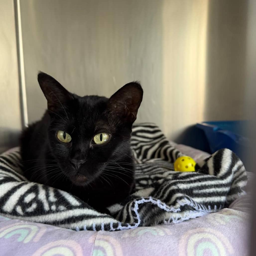 Toothless - Domestic Shorthair cat available for adoption at SCARS in Edmonton (1 of 2)