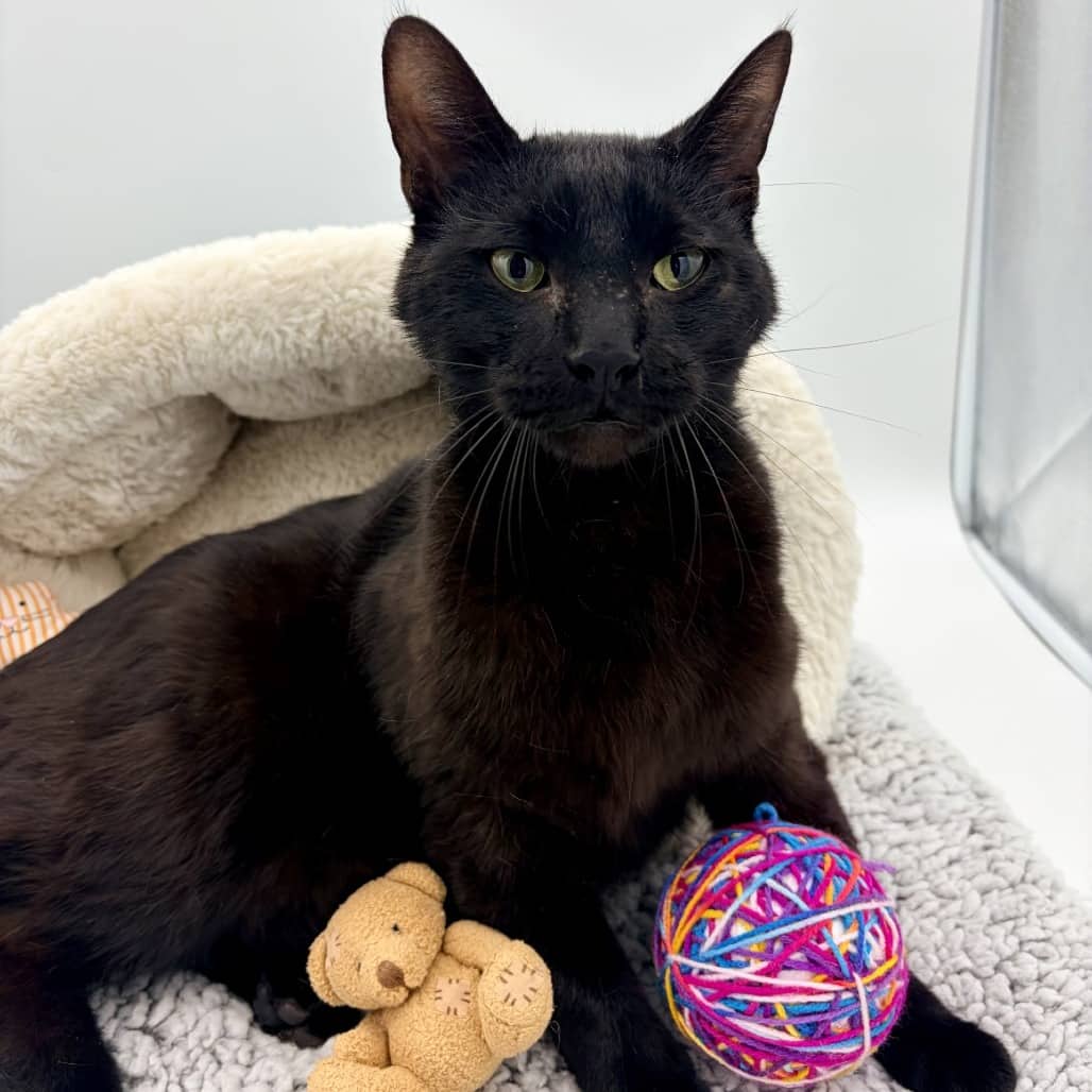 Benvolio - Domestic Medium Hair cat available for adoption at Moose Jaw Humane Society in Moose Jaw
