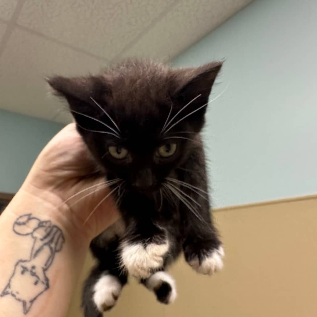 Kiki - Domestic Shorthair cat available for adoption at Saskatoon SPCA in Saskatoon