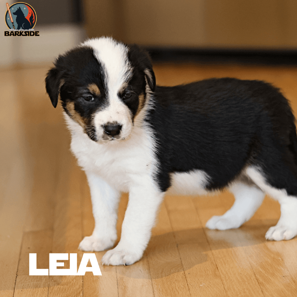 Leia - Mixed Breed available for adoption in Calgary