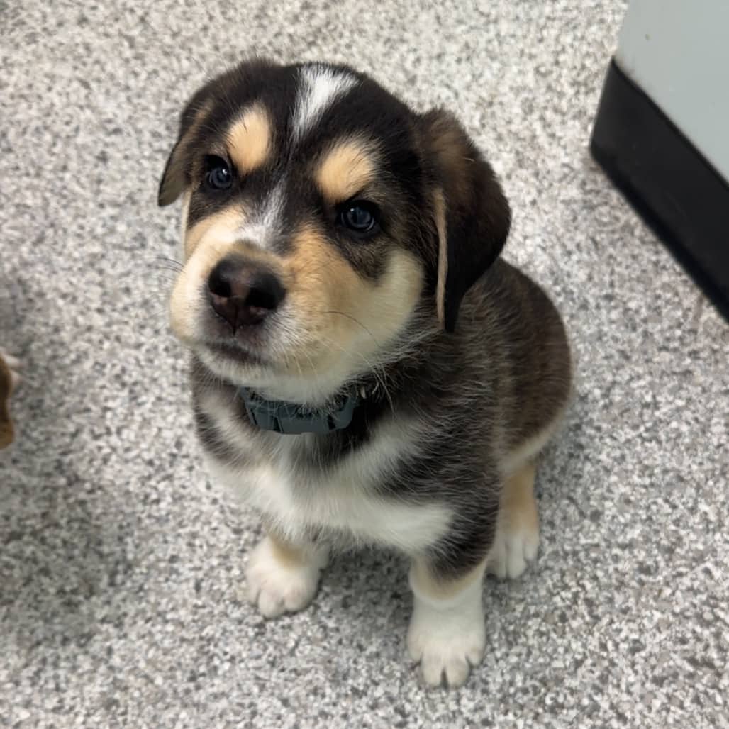 Jasper - Shepherd / Mixed Breed (Large) available for adoption in Saskatchewan
