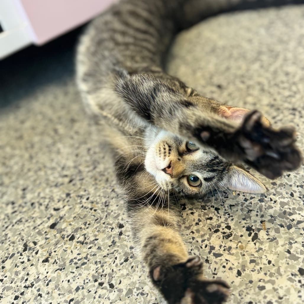 Meerkat - Domestic Shorthair available for adoption