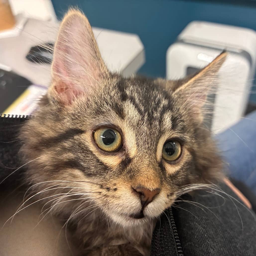 Veera - Domestic Medium Hair cat available for adoption at Battlefords Humane Society in North Battleford