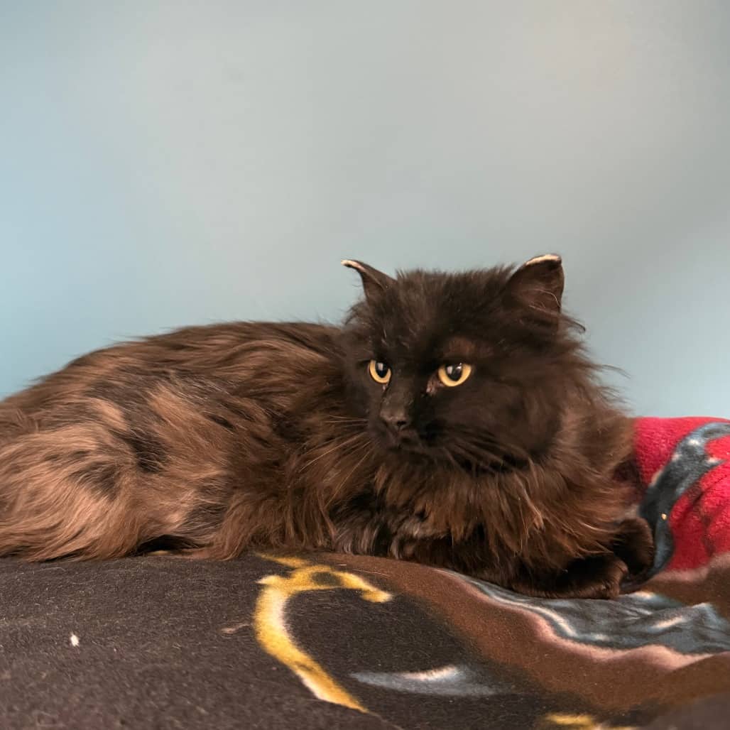 Katherine - Domestic Longhair available for adoption