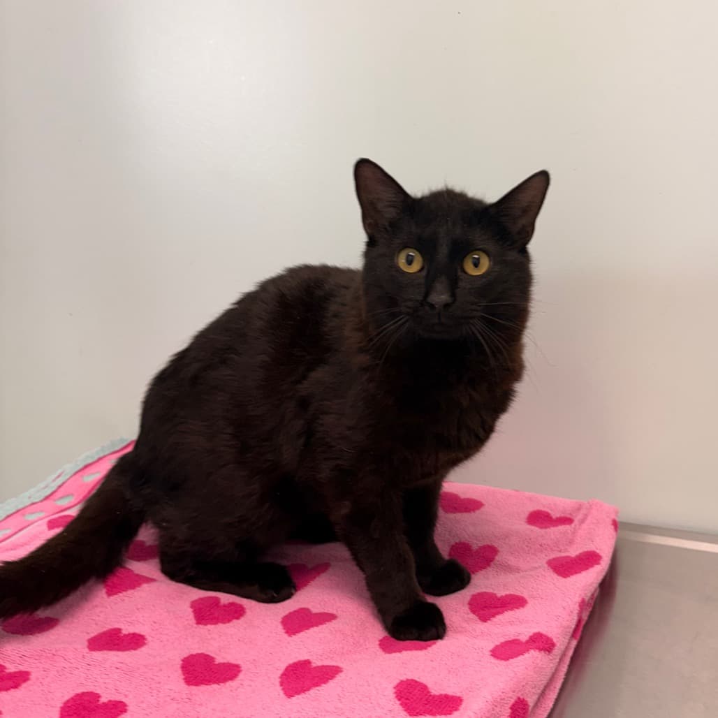 Thursday - Domestic Shorthair cat available for adoption at Saskatoon SPCA in Saskatoon