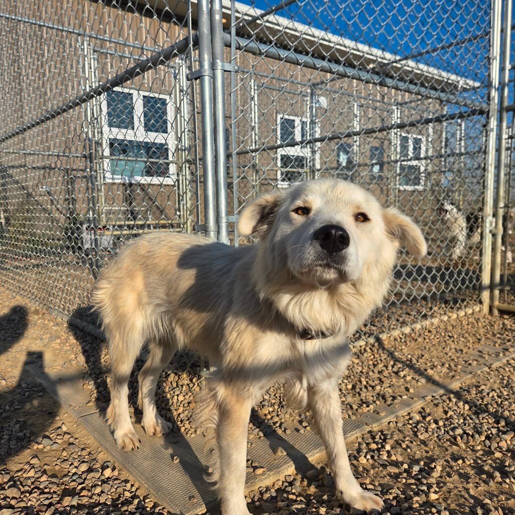 Arctic - Shepherd available for adoption in Saskatchewan