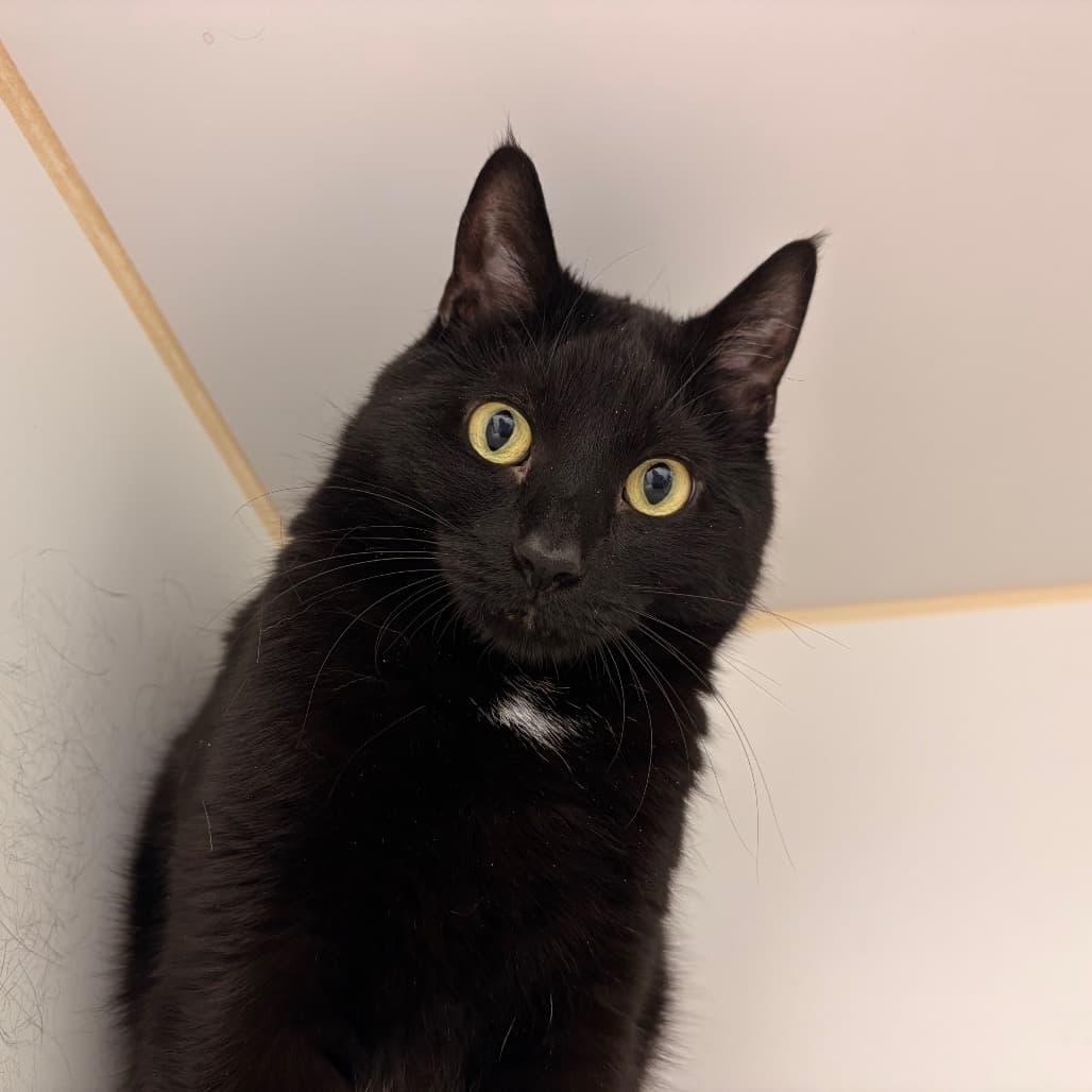 Lava - Extra-Toes Cat (Hemingway Polydactyl) / Domestic Shorthair available for adoption