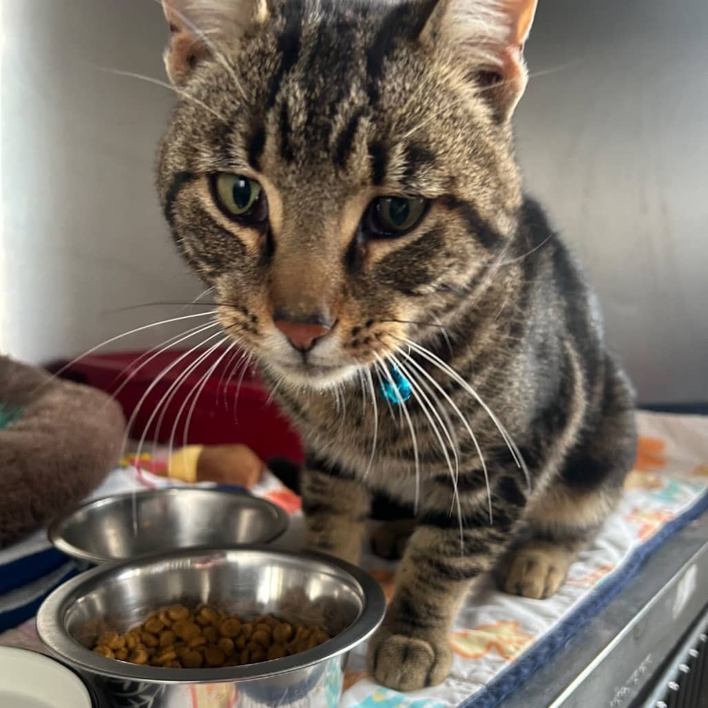 Tobie - Domestic Shorthair cat available for adoption at SCARS in Edmonton