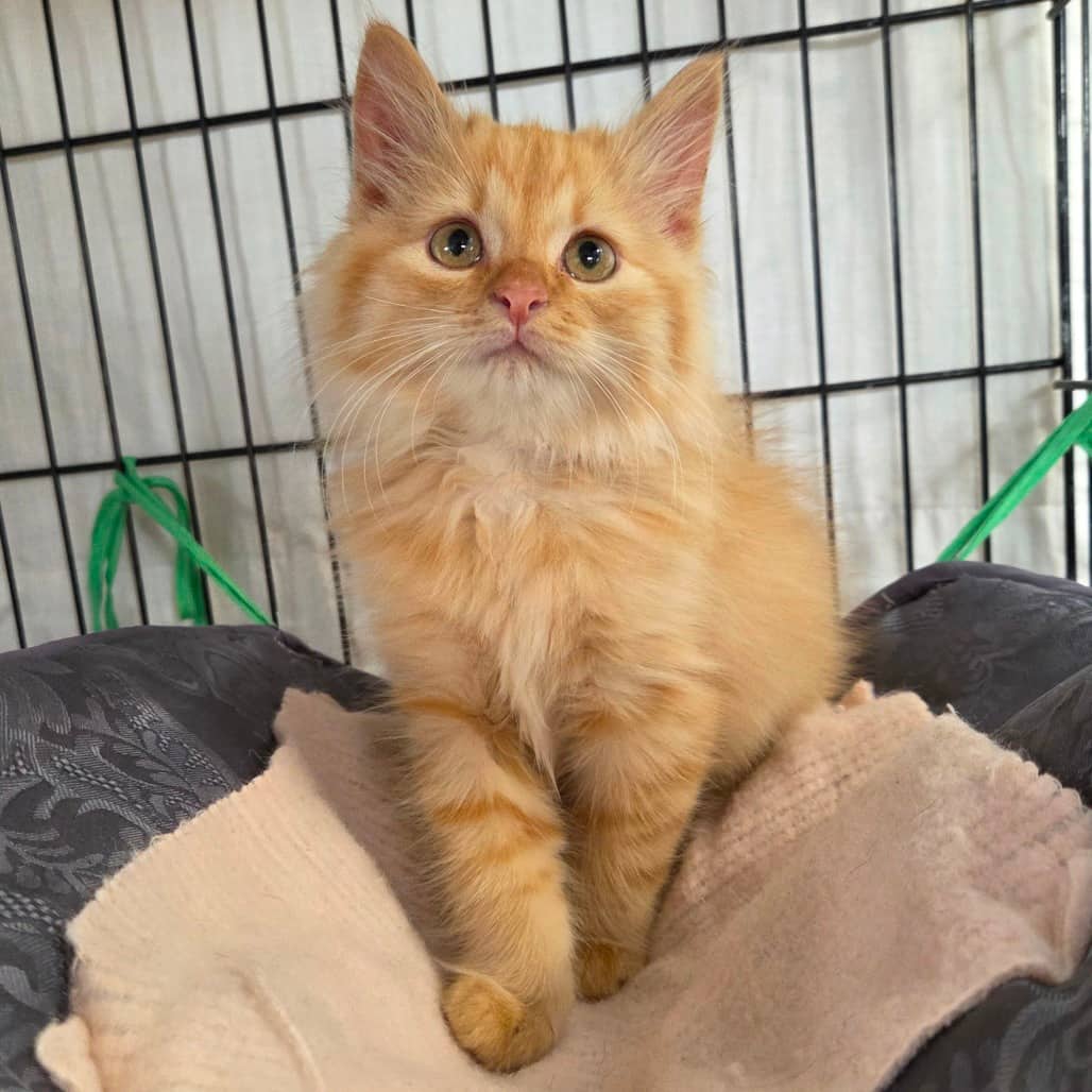 Pumpkin - Domestic Longhair cat available for adoption at Humboldt & District SPCA in Humboldt