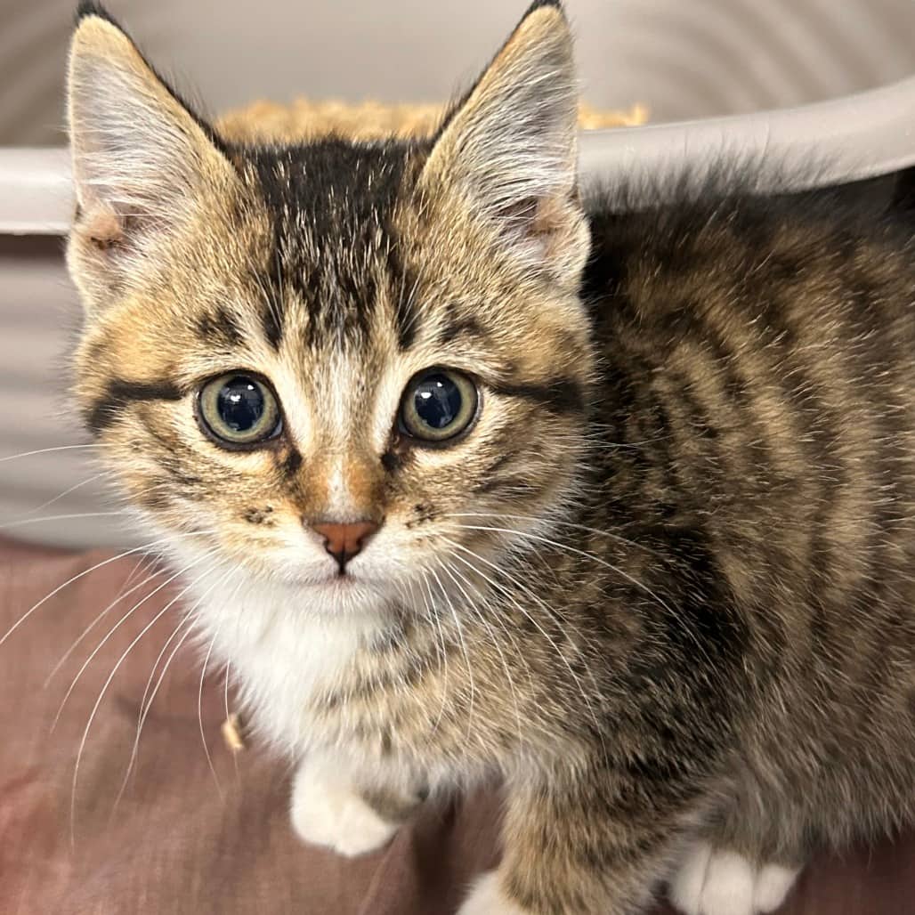 Wells - Domestic Medium Hair cat available for adoption at Border Paws Animal Shelter in Lloydminster