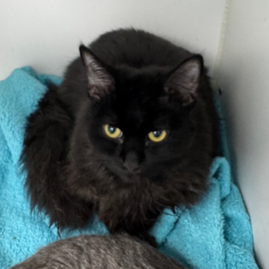 Kafeia - Domestic Medium Hair cat available for adoption at Saskatoon SPCA in Saskatoon