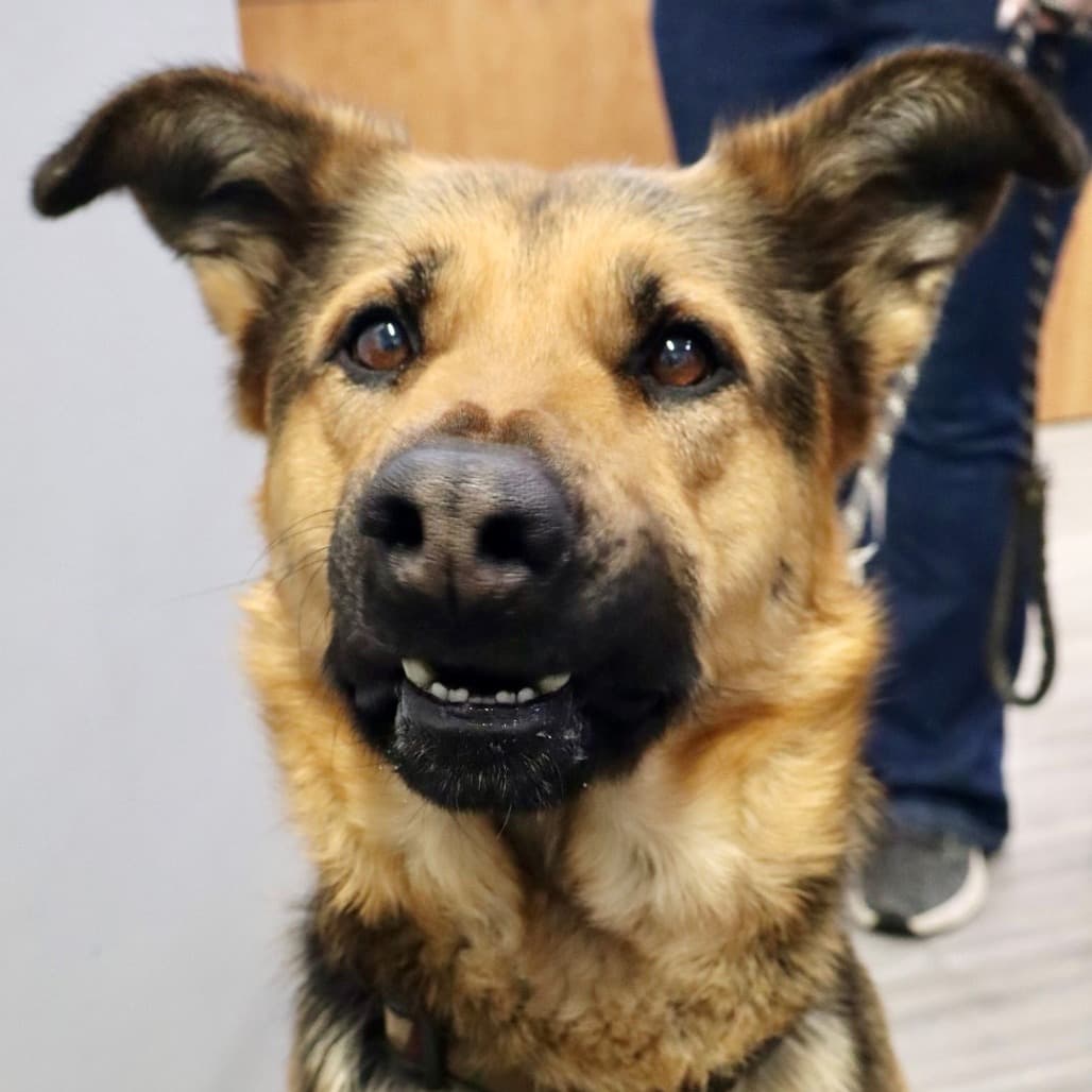 Zeus - Shepherd available for adoption in Calgary