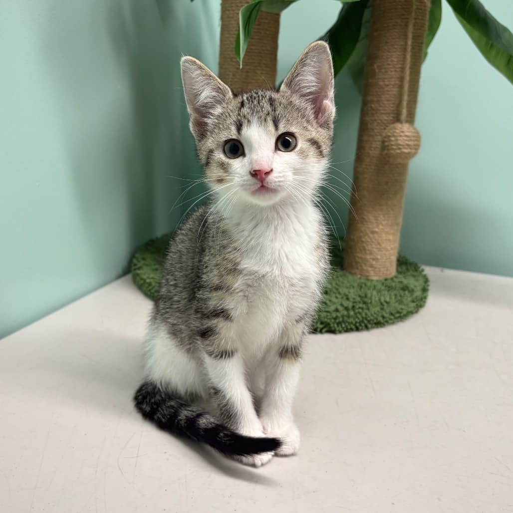 Jack - Domestic Shorthair cat available for adoption at Saskatoon SPCA in Saskatoon