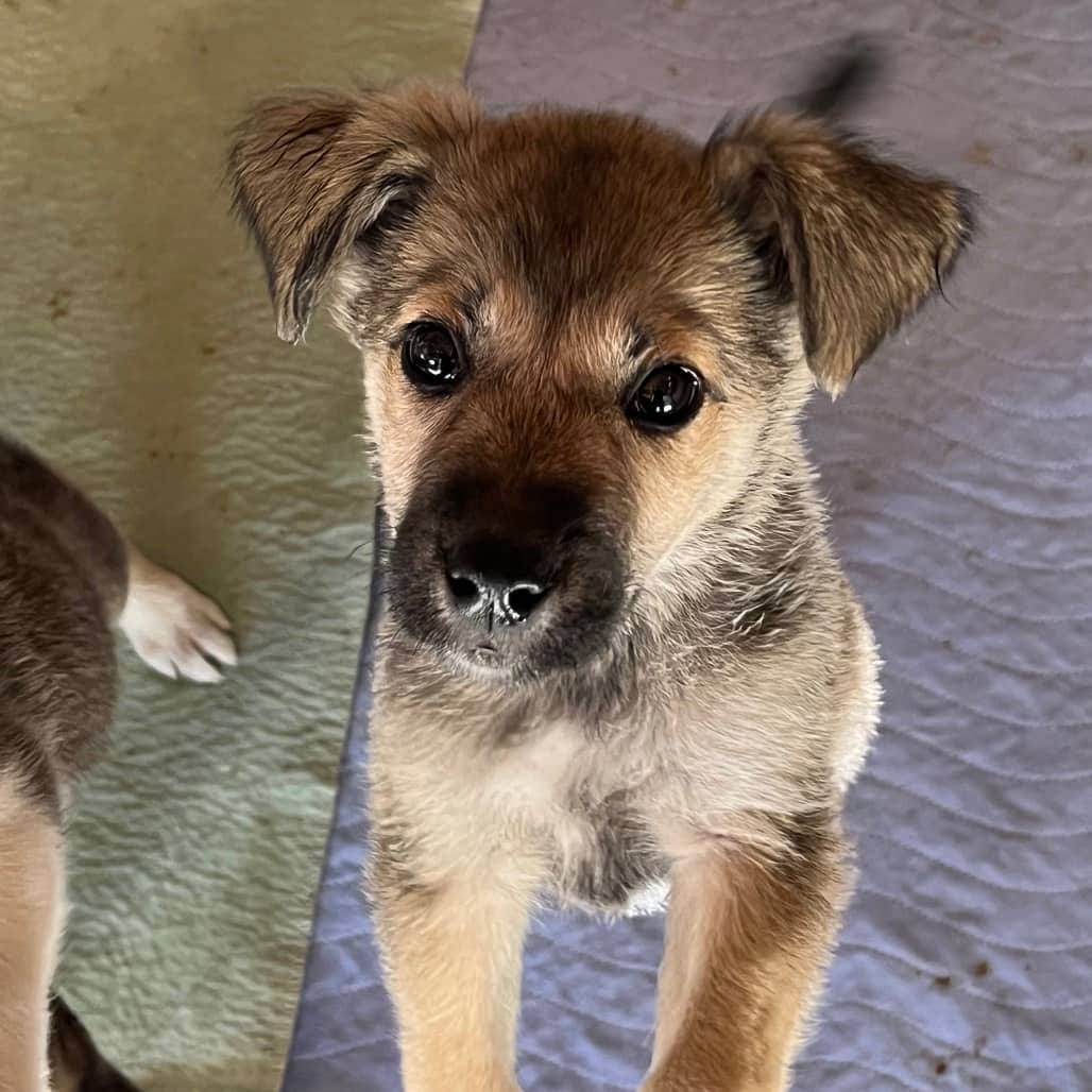 Mocha - HUSKY/MIX available for adoption in Calgary