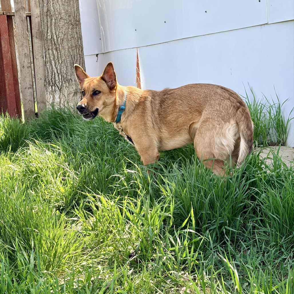Autumn - Shepherd / Mixed Breed (Medium) available for adoption in Calgary