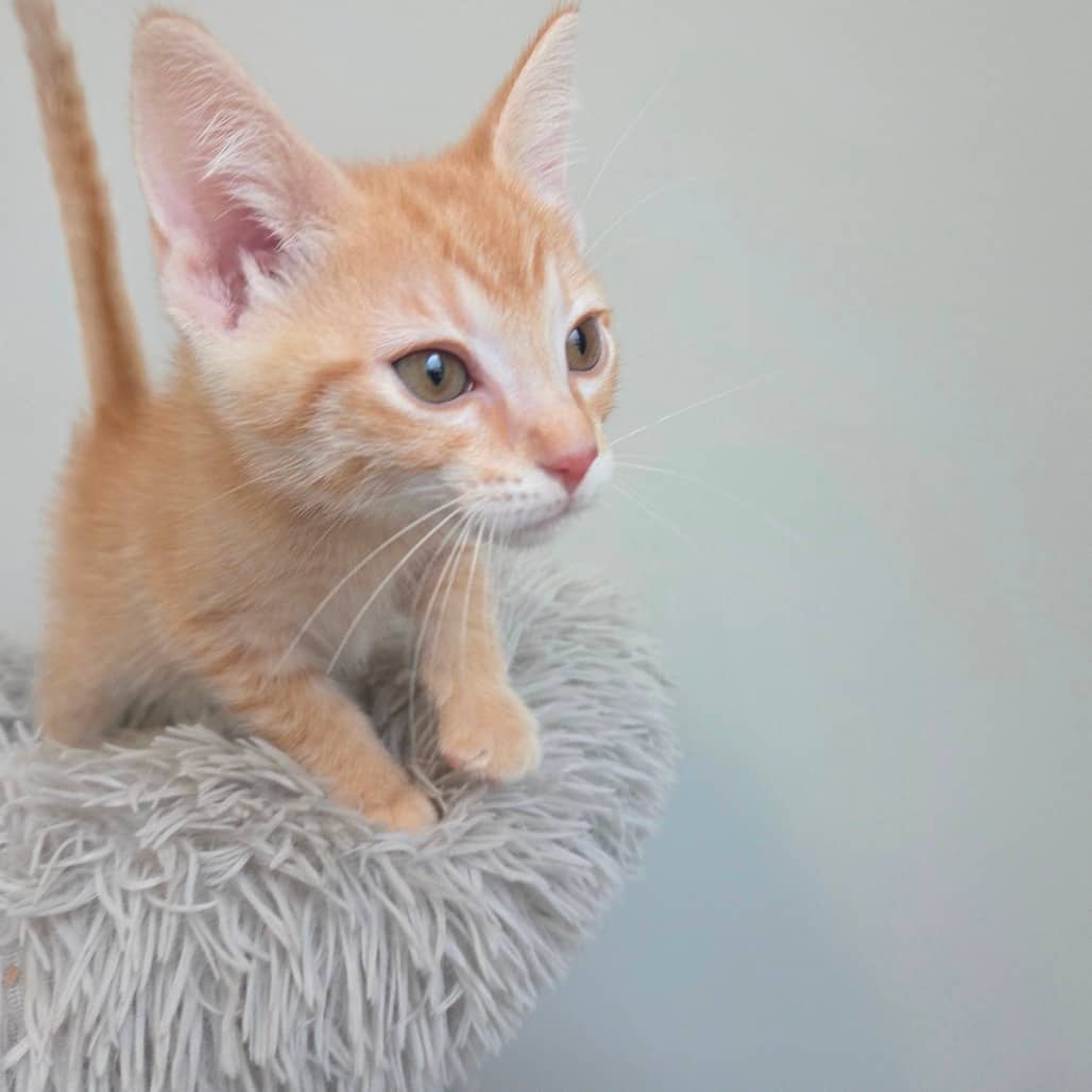 Egg Separator - Domestic Shorthair cat available for adoption at Battlefords Humane Society in North Battleford