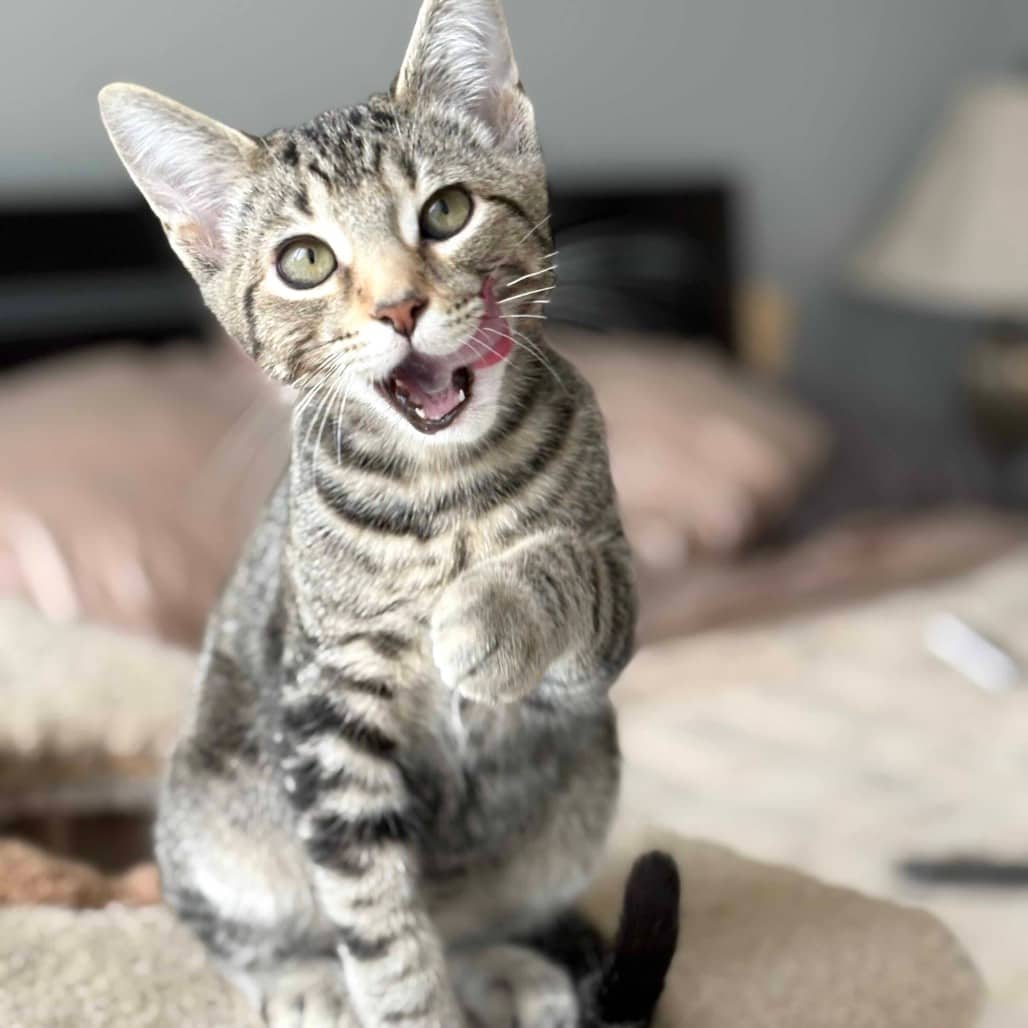 George - Domestic Shorthair cat available for adoption at Vancouver Orphan Kitten Rescue Association in Vancouver