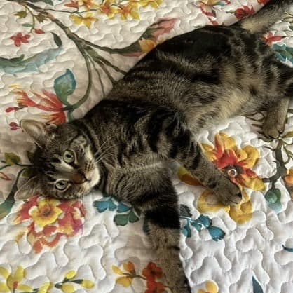 Magpie (Maggie) - Domestic Shorthair cat available for adoption at Saskatoon SPCA in Saskatoon