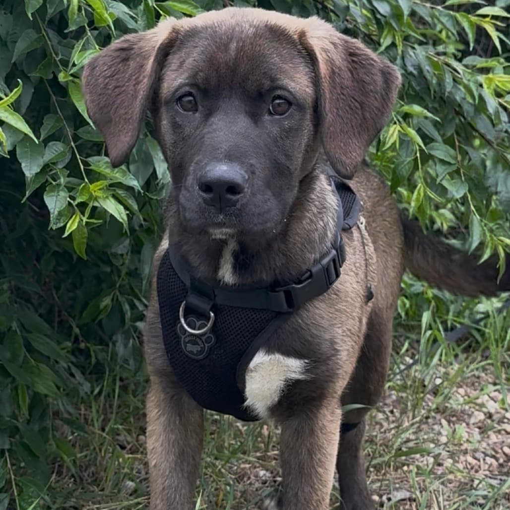 Sage - Mixed Breed (Large) available for adoption