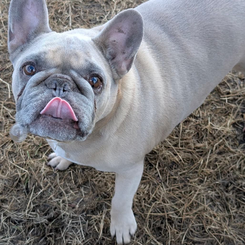 Hammy - Mixed Breed available for adoption in Calgary