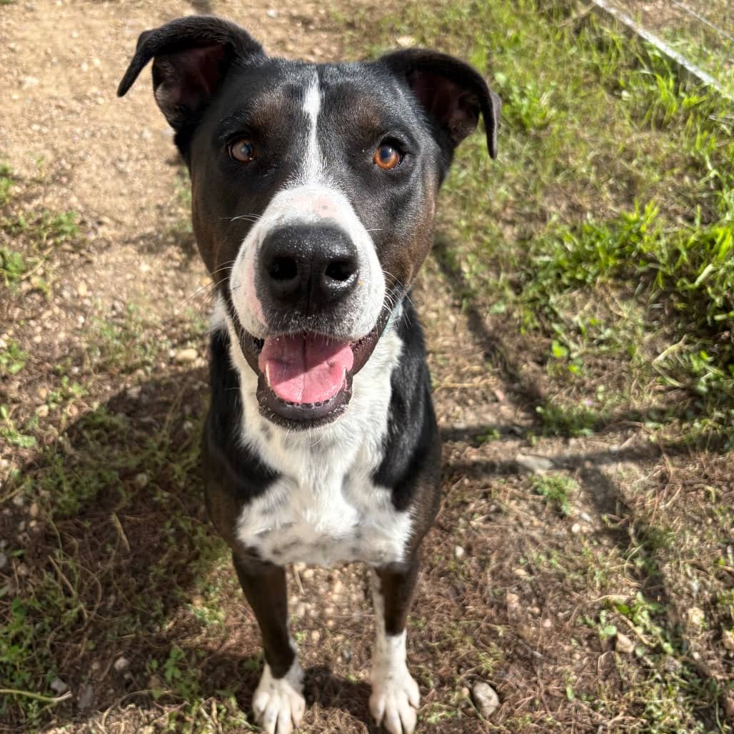 Snoopy - Collie, Border / Terrier available for adoption in Calgary