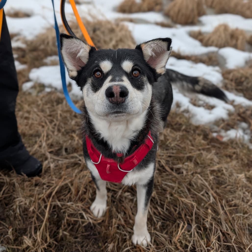 Batman - HUSKY/MIX available for adoption in Calgary