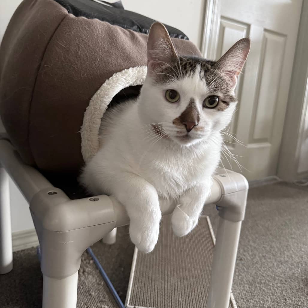 Nala - Domestic Shorthair available for adoption