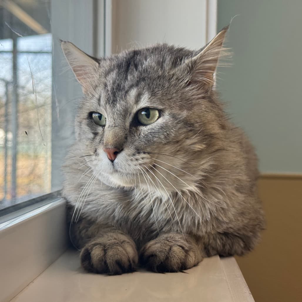 Sir Sniffles - Domestic Longhair cat available for adoption at Prince Albert SPCA in Prince Albert