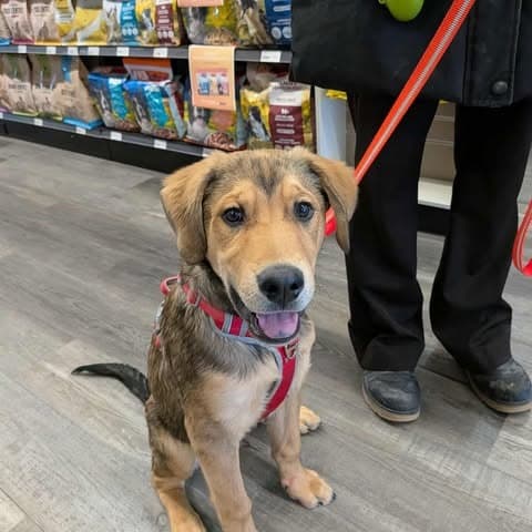 Peridot - Mixed Breed available for adoption in Calgary
