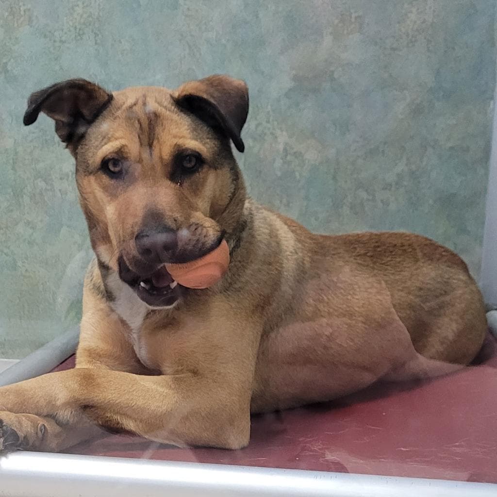 Ivy - MIXED BREED available for adoption at SCARS in Calgary