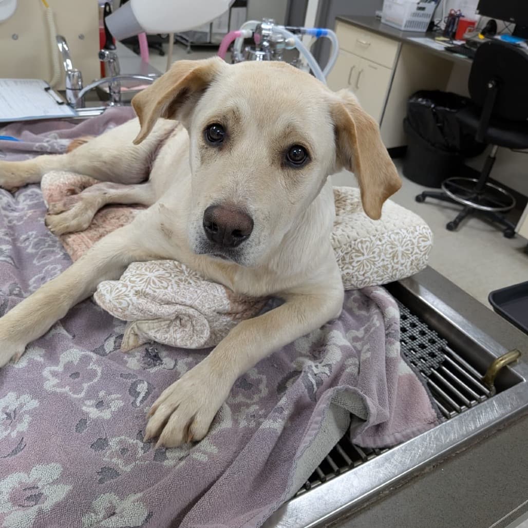 Midnight - RETRIEVER, LABRADOR available for adoption