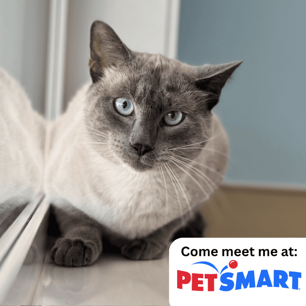 Johnny - Domestic Shorthair cat available for adoption at Prince Albert SPCA in Prince Albert
