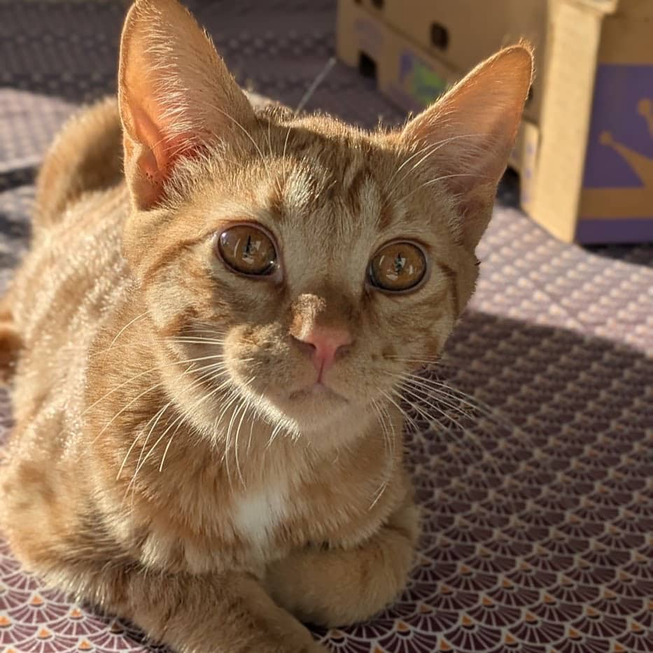 Bamma (& Robby) - Domestic Shorthair cat available for adoption at SCARS in Edmonton (1 of 6)