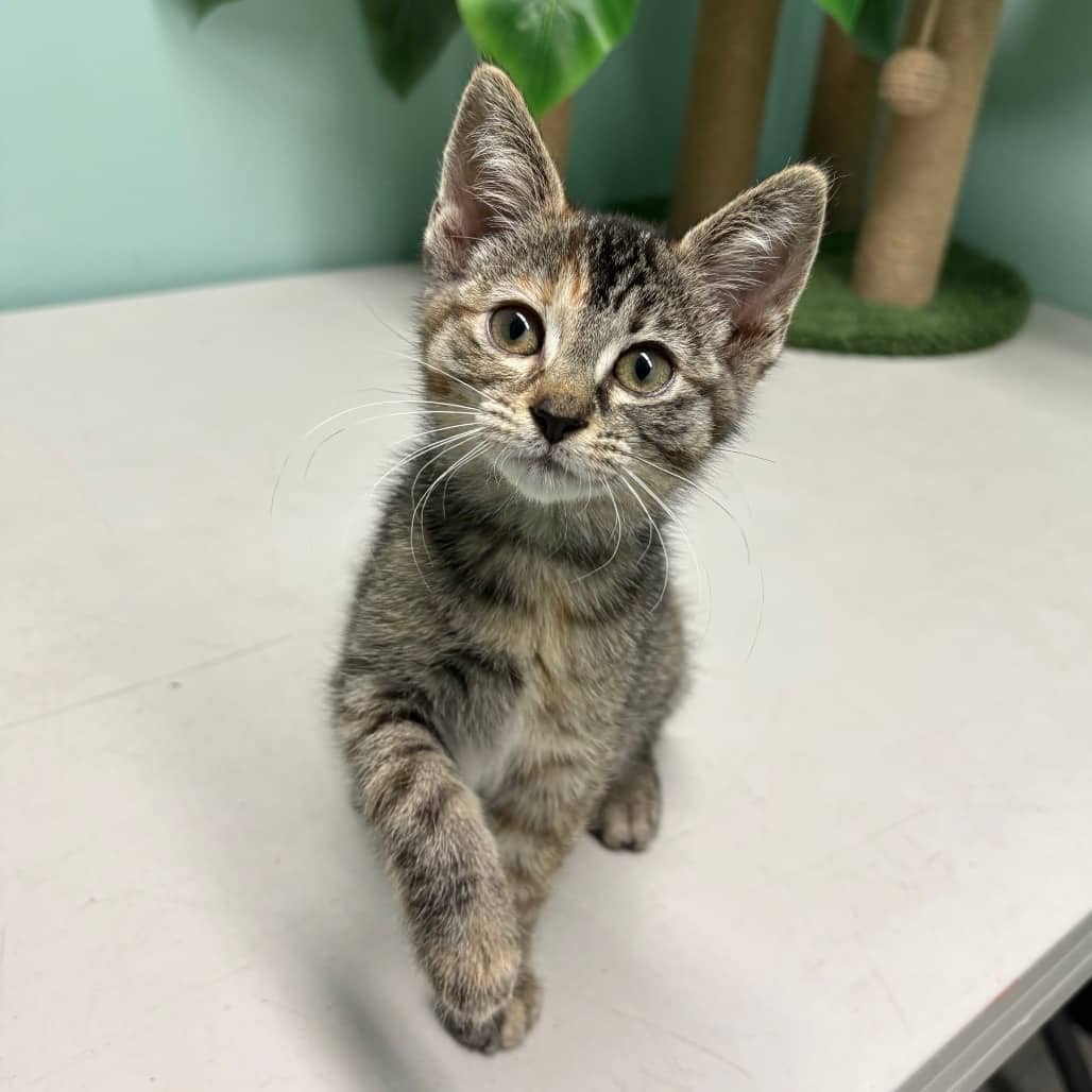 Beth - Domestic Shorthair available for adoption