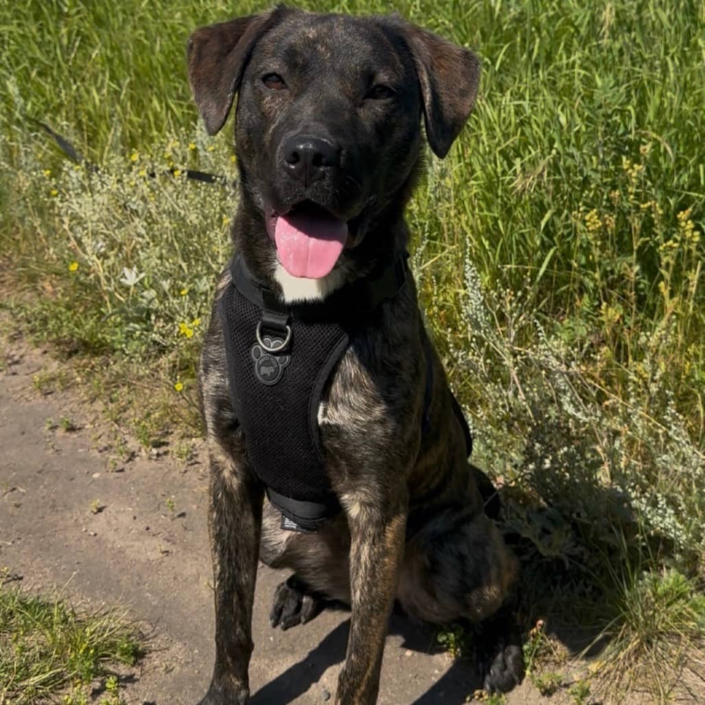Osiris - Mixed Breed (Medium) available for adoption in Saskatchewan
