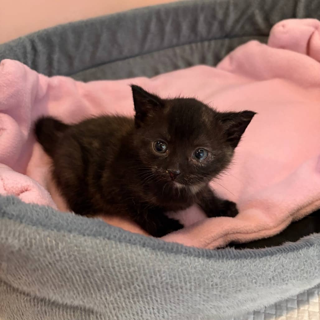 Cinnamon - Domestic Shorthair available for adoption