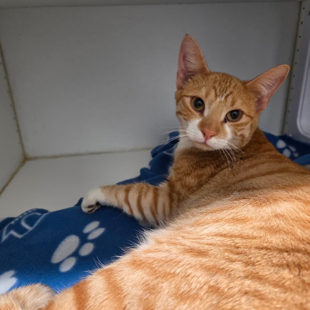 Tangerine - Domestic Shorthair cat available for adoption at Battlefords Humane Society in Saskatchewan