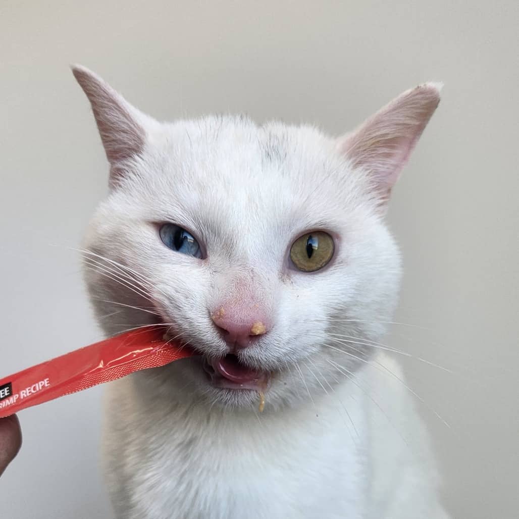 Snowball - Domestic Shorthair cat available for adoption at Battlefords Humane Society in North Battleford